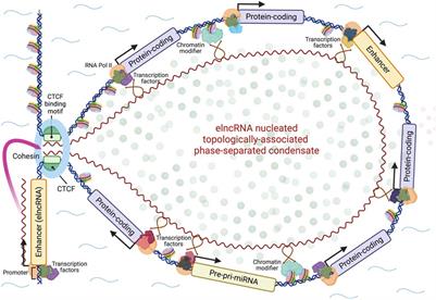 Enhancers are genes that express organizational RNAs